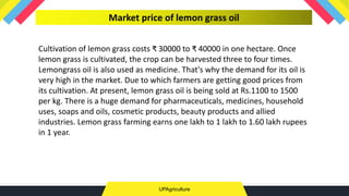 UPAgriculture
Market price of lemon grass oil
Cultivation of lemon grass costs ₹ 30000 to ₹ 40000 in one hectare. Once
lemon grass is cultivated, the crop can be harvested three to four times.
Lemongrass oil is also used as medicine. That's why the demand for its oil is
very high in the market. Due to which farmers are getting good prices from
its cultivation. At present, lemon grass oil is being sold at Rs.1100 to 1500
per kg. There is a huge demand for pharmaceuticals, medicines, household
uses, soaps and oils, cosmetic products, beauty products and allied
industries. Lemon grass farming earns one lakh to 1 lakh to 1.60 lakh rupees
in 1 year.
 