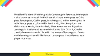UPAgriculture
The scientific name of lemon grass is Cymbopogon flexuosus. Lemongrass
is also known as Jarakush in Hindi. We also know lemongrass as China
grass, lemon grass, Cochin grass, Malabar grass, Indian lemon grass. In
India, lemon grass is cultivated in Tamil Nadu, West Bengal, Assam,
Maharashtra, Kerala, Uttar Pradesh, Bihar, Karnataka and Rajasthan.
Lemon grass is cultivated as a medicinal plant. 75% Citral A, Citral B
chemical elements are also found in the leaves of lemon grass. Due to
which lemon grass smells like lemon. Lemon grass is mostly used as a
ginger root in tea.
 