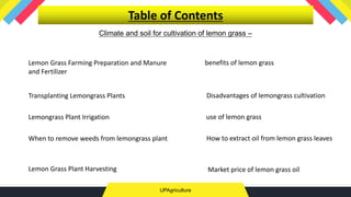 Climate and soil for cultivation of lemon grass –
UPAgriculture
Lemon Grass Farming Preparation and Manure
and Fertilizer
Table of Contents
Transplanting Lemongrass Plants
Lemongrass Plant Irrigation
When to remove weeds from lemongrass plant
Lemon Grass Plant Harvesting
benefits of lemon grass
Disadvantages of lemongrass cultivation
use of lemon grass
How to extract oil from lemon grass leaves
Market price of lemon grass oil
 