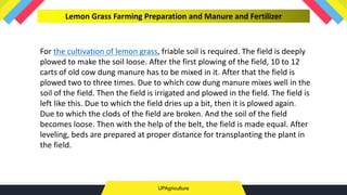 Lemon Grass Farming Preparation and Manure and Fertilizer
UPAgriculture
For the cultivation of lemon grass, friable soil is required. The field is deeply
plowed to make the soil loose. After the first plowing of the field, 10 to 12
carts of old cow dung manure has to be mixed in it. After that the field is
plowed two to three times. Due to which cow dung manure mixes well in the
soil of the field. Then the field is irrigated and plowed in the field. The field is
left like this. Due to which the field dries up a bit, then it is plowed again.
Due to which the clods of the field are broken. And the soil of the field
becomes loose. Then with the help of the belt, the field is made equal. After
leveling, beds are prepared at proper distance for transplanting the plant in
the field.
 