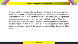 UPAgriculture
Transplanting Lemongrass Plants
The way paddy is cultivated. Lemon Grass is cultivated in the same way. For
which the nursery is first prepared. So the cost can be reduced. Its nursery is
prepared from April to May. For the cultivation of lemon grass, 10 kg of seed
is required for one hectare. Plants are ready within 2 months. When the
plant becomes fit for planting in 2 months. Then the upper part of the plant
is cut leaving 15 cm from the root. And the roots are separated. Because the
root of lemongrass is planted, the plant is transplanted at a distance of 30 to
45 cm.
 