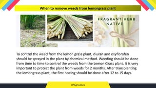 UPAgriculture
When to remove weeds from lemongrass plant
To control the weed from the lemon grass plant, diuran and oxyflorafen
should be sprayed in the plant by chemical method. Weeding should be done
from time to time to control the weeds from the Lemon Grass plant. It is very
important to protect the plant from weeds for 2 months. After transplanting
the lemongrass plant, the first hoeing should be done after 12 to 15 days.
 