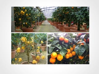 Профессиональные чайные
дегустаторы совместно с мировым
    лидером в сфере ароматики
отобрали лучшие ароматы во время
         Taste Track 2012
 