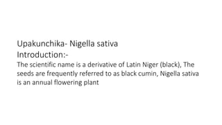 Upakunchika- Nigella sativa 
Introduction:- 
The scientific name is a derivative of Latin Niger (black), The 
seeds are frequently referred to as black cumin, Nigella sativa 
is an annual flowering plant 
 