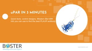 www.bosterbio.com
uPAR IN 3 MINUTES
Quick facts, control designs, Western Blot MW.
Info you can use to find the best PLAUR antibody.
 