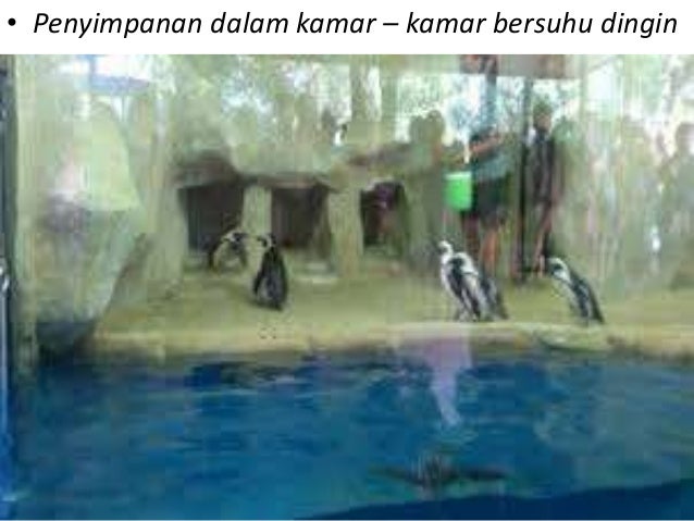 UPAYA PELESTARIAN KEANEKARAGAMAN HAYATI INDONESIA
