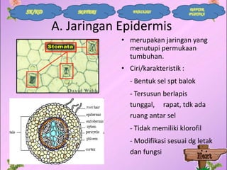 SK/KD

MATERI

EVALUASI

DAFTAR
PUSTAKA

A. Jaringan Epidermis
• merupakan jaringan yang
menutupi permukaan
tumbuhan.
• Ciri/karakteristik :

- Bentuk sel spt balok
- Tersusun berlapis
tunggal, rapat, tdk ada
ruang antar sel
- Tidak memiliki klorofil
- Modifikasi sesuai dg letak
dan fungsi

 