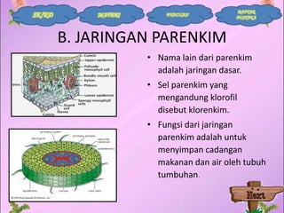 SK/KD

MATERI

EVALUASI

DAFTAR
PUSTAKA

B. JARINGAN PARENKIM
• Nama lain dari parenkim
adalah jaringan dasar.
• Sel parenkim yang
mengandung klorofil
disebut klorenkim.

• Fungsi dari jaringan
parenkim adalah untuk
menyimpan cadangan
makanan dan air oleh tubuh
tumbuhan.

 