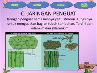 SK/KD

MATERI

EVALUASI

DAFTAR
PUSTAKA

C. JARINGAN PENGUAT
Jaringan penguat nama lainnya yaitu stereon. Fungsinya
untuk menguatkan bagian tubuh tumbuhan. Terdiri dari
kolenkim dan sklerenkim.

 