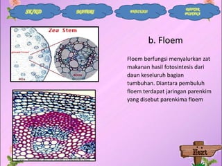 SK/KD

MATERI

DAFTAR
PUSTAKA

EVALUASI

b. Floem
Floem berfungsi menyalurkan zat
makanan hasil fotosintesis dari
daun keseluruh bagian
tumbuhan. Diantara pembuluh
floem terdapat jaringan parenkim
yang disebut parenkima floem

 