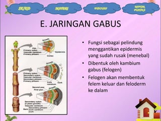 SK/KD

MATERI

EVALUASI

DAFTAR
PUSTAKA

E. JARINGAN GABUS
• Fungsi sebagai pelindung
menggantikan epidermis
yang sudah rusak (menebal)
• Dibentuk oleh kambium
gabus (felogen)
• Felogen akan membentuk
felem keluar dan feloderm
ke dalam

 
