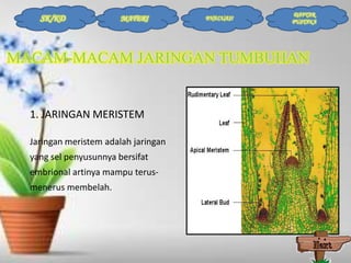 SK/KD

MATERI

EVALUASI

DAFTAR
PUSTAKA

MACAM-MACAM JARINGAN TUMBUHAN

1. JARINGAN MERISTEM
Jaringan meristem adalah jaringan
yang sel penyusunnya bersifat
embrional artinya mampu terusmenerus membelah.

 