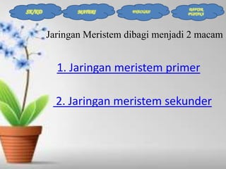 SK/KD

MATERI

EVALUASI

DAFTAR
PUSTAKA

Jaringan Meristem dibagi menjadi 2 macam

1. Jaringan meristem primer

2. Jaringan meristem sekunder

 