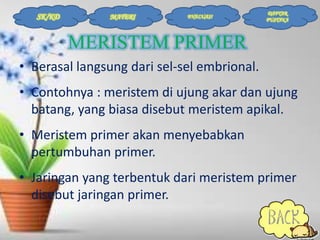 SK/KD

MATERI

EVALUASI

DAFTAR
PUSTAKA

MERISTEM PRIMER
• Berasal langsung dari sel-sel embrional.

• Contohnya : meristem di ujung akar dan ujung
batang, yang biasa disebut meristem apikal.
• Meristem primer akan menyebabkan
pertumbuhan primer.
• Jaringan yang terbentuk dari meristem primer
disebut jaringan primer.

 