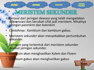 SK/KD

MATERI

EVALUASI

DAFTAR
PUSTAKA

MERISTEM SEKUNDER
• Berasal dari jaringan dewasa yang telah mengadakan
diferensiasi dan berubah sifat jadi meristem. Misalnya
jaringan parenkim dan kolenkim
• Contohnya : Kambium dan kambium gabus.
• Meristem sekunder akan menyebabkan pertumbuhan
sekunder.
• Jaringan yang terbentuk dari meristem sekunder
disebut jaringan sekunder.
• Kambium akan menghasilkan Xylem dan Floem
• Kambium gabus akan menghasilkan gabus

 