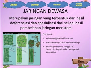 SK/KD

MATERI

EVALUASI

DAFTAR
PUSTAKA

JARINGAN DEWASA
Merupakan jaringan yang terbentuk dari hasil
deferensiasi dan spesialisasi dari sel-sel hasil
pembelahan jaringan meristem.
CIRI KHAS :
1. Telah mengalami diferensiasi
2. Pada umumnya tidak membelah lagi
3. Bentuk permanen, rongga sel
besar, dinding sel sudah mengalami
penebalan

 