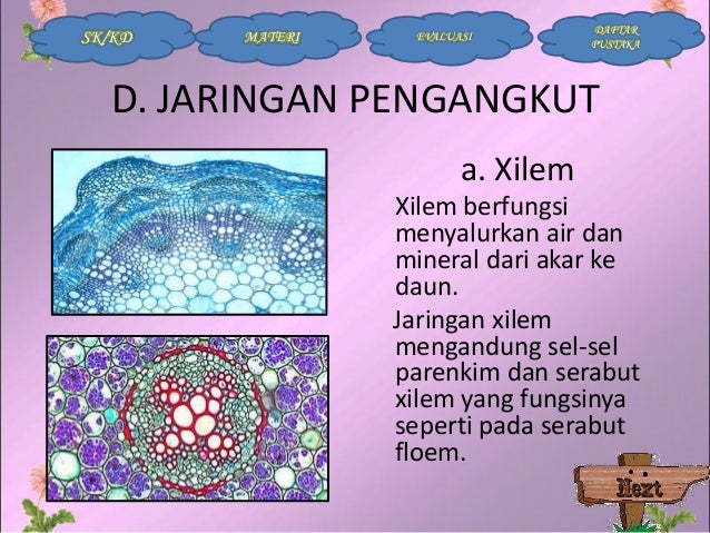 BIOLOGI - Jaringan Tumbuhan BIOLOGI - Jaringan Tumbuhan