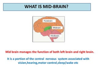 WHAT IS MID-BRAIN?
Mid brain manages the function of both left brain and right brain.
It is a portion of the central nervous system associated with
vision,hearing,motor control,sleep/wake etc
 