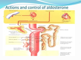 Actions and control of aldosterone
 