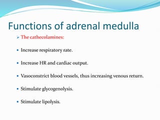 Functions of adrenal medulla
 The cathecolamines:
 Increase respiratory rate.
 Increase HR and cardiac output.
 Vasoconstrict blood vessels, thus increasing venous return.
 Stimulate glycogenolysis.
 Stimulate lipolysis.
 
