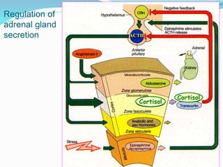 Regulation of
adrenal gland
secretion ACTH
Cortisol
Cortisol
 
