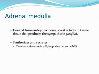 Adrenal medulla
 Derived from embryonic neural crest ectoderm (same
tissue that produces the sympathetic ganglia).
 Synthesizes and secretes:
 Catecholamines (mainly Epinephrine but some NE).
 