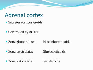 Adrenal cortex
 Secretes corticosteroids
 Controlled by ACTH
 Zona glomerulosa: Mineralocorticoids
 Zona fasciculata: Glucocorticoids
 Zona Reticularis: Sex steroids
 