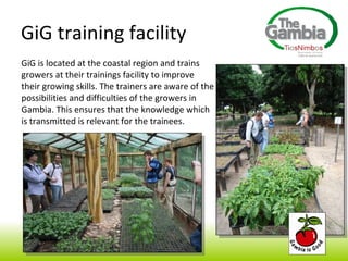 GiG training facility GiG is located at the coastal region and trains growers at their trainings facility to improve their growing skills. The trainers are aware of the possibilities and difficulties of the growers in Gambia. This ensures that the knowledge which is transmitted is relevant for the trainees. 