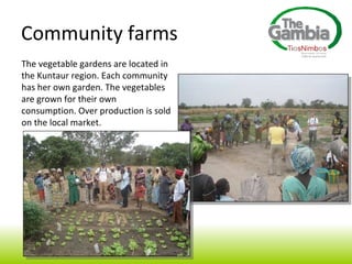 Community farms The vegetable gardens are located in the Kuntaur region. Each community has her own garden. The vegetables are grown for their own consumption. Over production is sold on the local market. 