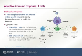 • T cells recognize cells that are infected
with a specific virus and rapidly
increase in number to tackle the
infection
• Types of T cells:
➢ CD4+ helper T cells bring in other cells of
the immune system and stimulate B-cells
to produce antibodies specific to that
virus
➢ CD8+ cytotoxic T cells kill the cells in
which the virus is multiplying and help to
slow down or stop the infection
6
Adaptive immune response: T cells
T cells (cellular response)
https://www.virology.ws/2020/11/05/t-cell-responses-to-coronavirus-infection-are-complicated/
 
