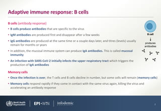 • B cells produce antibodies that are specific to the virus
• IgM antibodies are produced first and disappear after a few weeks
• IgG antibodies are produced at the same time or a couple days later, and titres (levels) usually
remain for months or years
• In addition, the mucosal immune system can produce IgA antibodies. This is called mucosal
immunity
• An infection with SARS-CoV-2 initially infects the upper respiratory tract which triggers the
production of IgA antibodies
7
Adaptive immune response: B cells
B cells (antibody response)
• Once the infection is over, the T cells and B cells decline in number, but some cells will remain (memory cells)
• Memory cells respond rapidly if they come in contact with the same virus again, killing the virus and
accelerating an antibody response
Memory cells
 
