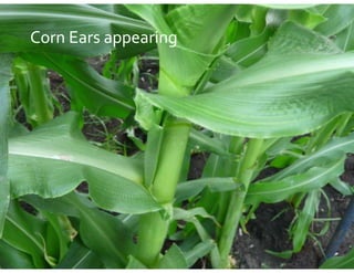 Corn Ears appearing
 