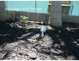 A
Asparagus and Tomato
Asparagus and T
           d T
            d Tomato
                  t
 