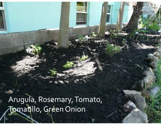 Arugula, Rosemary, Tomato, 
Arugula, Rosemary, Tomato, 
Tomatillo, Green Onion
Tomatillo  Green Onion
 