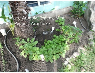 Radish,  Arugula, Greens  Mint
Radish   Arugula  Greens, Mint,  
Radish,  Arugula, Greens, Mint, 
                  Greens
Red Pepper,  Artichoke
Red Pepper,  Artichoke
 