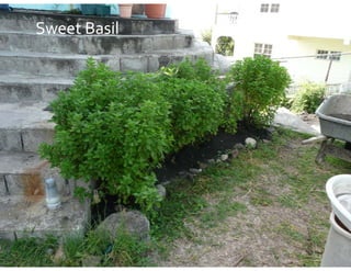 Sweet Basil
 
