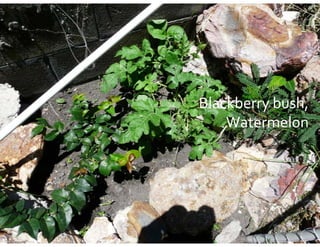 Blackberry bush, 
    Watermelon
 