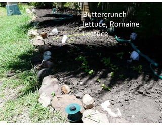 Buttercrunch
  utte c u c
lettuce, Romaine 
Lettuce
L tt , Red Leaf Lettuce
 