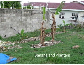 Banana and Plantain
 