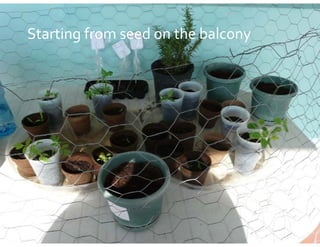 Starting from seed on the balcony
 
