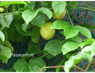 Passionfruit
 