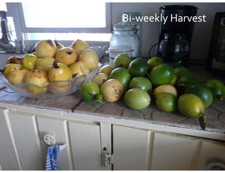 Bi‐
Bi‐weekly Harvest
        y
 