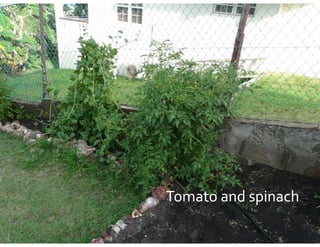 Tomato and spinach
Tomato and spinach
 