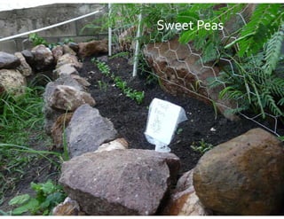 S eet eas
Sweet Peas
 