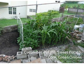 Cucumber, Potato, Sweet Potato, 
Cucumber, Potato, Sweet Potato, 
            Corn, Green Onions
 
