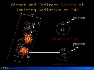 http://dmco.ucla.edu/McBride_Labhttp://dmco.ucla.edu/McBride_Lab
WMcB2008
p+
e-
photon
p+
photon
INDIRECT ACTION
DIRECT ACTION
Direct and Indirect Action of
Ionizing Radiation on DNA
4 nm
2 nm
e-
R.
H2O
OH
.
 