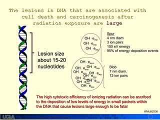 http://dmco.ucla.edu/McBride_Labhttp://dmco.ucla.edu/McBride_Lab
WMcB2008
Lesion sizeLesion size
about 15-20about 15-20
nucleotidesnucleotides BlobBlob
7 nm diam.7 nm diam.
12 ion pairs12 ion pairs
OHOH .. eeaquaqu
OHOH .. eeaquaqu
OHOH .. eeaquaqu
OHOH .. eeaquaqu
OHOH .. eeaquaquOHOH .. eeaquaqu
OHOH .. eeaquaqu
OHOH .. eeaquaqu
OHOH .. eeaquaqu
OHOH .. eeaquvaquv
OHOH .. eeaquaqu
OHOH .. eeaquaqu
OHOH .. eeaquaqu
SpurSpur
4 nm diam4 nm diam
3 ion pairs3 ion pairs
100 eV energy100 eV energy
95% of energy deposition events95% of energy deposition events
The lesions in DNA that are associated withThe lesions in DNA that are associated with
cell death and carcinogenesis aftercell death and carcinogenesis after
radiation exposure areradiation exposure are largelarge
The high cytotoxic efficiency of ionizing radiation can be ascribedThe high cytotoxic efficiency of ionizing radiation can be ascribed
to the deposition of low levels of energy in small packets withinto the deposition of low levels of energy in small packets within
the DNA that cause lesions large enough to be fatalthe DNA that cause lesions large enough to be fatal
 