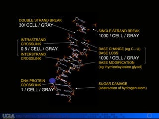 http://dmco.ucla.edu/McBride_Labhttp://dmco.ucla.edu/McBride_Lab
WMcB2008
SINGLE STRAND BREAK
1000 / CELL / GRAY
BASE CHANGE (eg C - U)
BASE LOSS
1000 / CELL / GRAY
BASE MODIFICATION
(eg thymine/cytosine glycol)
SUGAR DAMAGE
(abstraction of hydrogen atom)
INTRASTRAND
CROSSLINK
0.5 / CELL / GRAY
INTERSTRAND
CROSSLINK
DNA-PROTEIN
CROSSLINK
1 / CELL / GRAY
*
DOUBLE STRAND BREAK
30/ CELL / GRAY
 