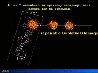 http://dmco.ucla.edu/McBride_Labhttp://dmco.ucla.edu/McBride_Lab
WMcB2008
Repairable Sublethal DamageRepairable Sublethal Damage
X- orX- or γγ-radiation is sparsely ionizing; most-radiation is sparsely ionizing; most
damage can be repaireddamage can be repaired
4 nm4 nm
2 nm2 nm
 