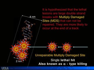 http://dmco.ucla.edu/McBride_Labhttp://dmco.ucla.edu/McBride_Lab
WMcB2008
SingleSingle lethal hit
Also known as α - type killing
4 nm4 nm
2 nm2 nm
Unrepairable Multiply Damaged Site
It is hypothesized that the lethal
lesions are large double strand
breaks with Multiply Damaged
Sites (MDS) that can not be
repaired. They are more likely to
occur at the end of a track
 